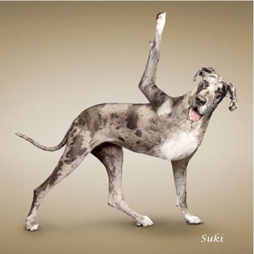 perros haciendo yoga