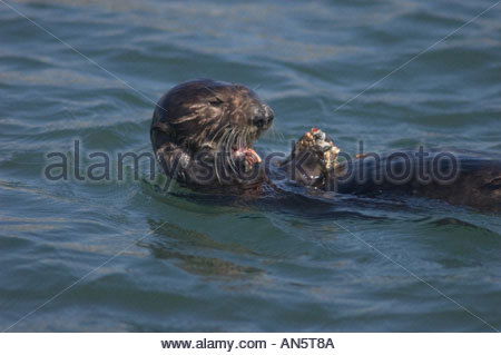 sea-otter-eating-crab-elkhorn-slough-national-estuarine-research-reserve-an5t8a