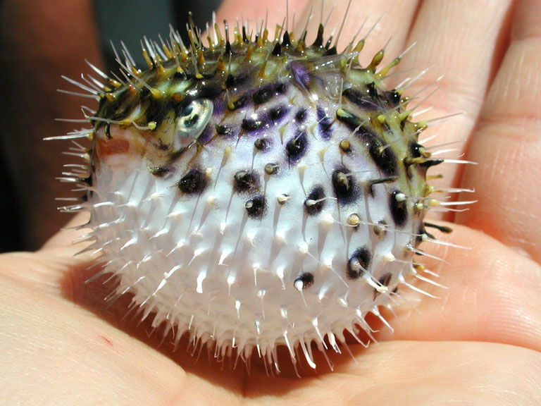 Un pez globo joven e inflado para que no se lo coman. Fuente:Bruce Moravchik, Flickr NOAA Photo Library – Credit: Islands in the Stream Expedition 2002. NOAA Office of Ocean Exploration.