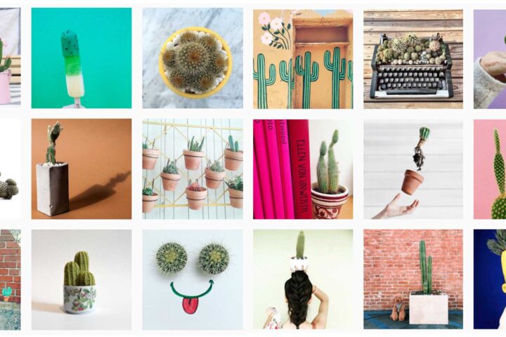 cactus