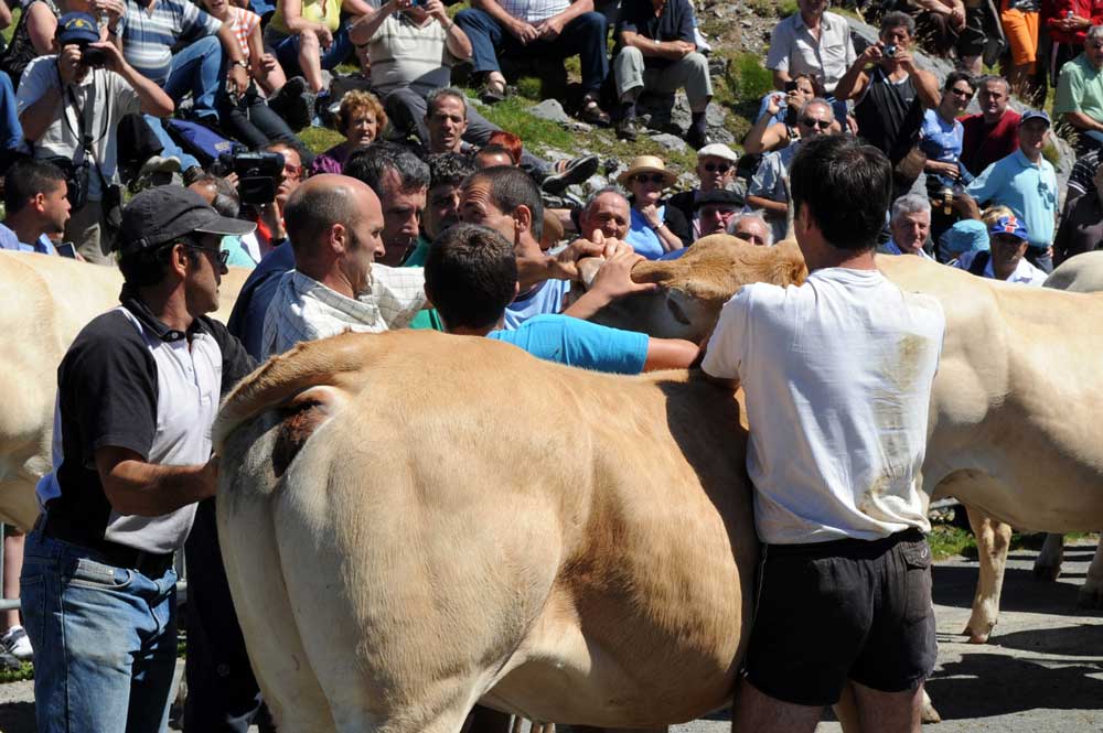 tres vacas