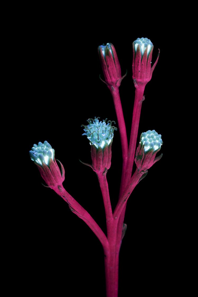 craig-burrows-fluorescent-flowers-5
