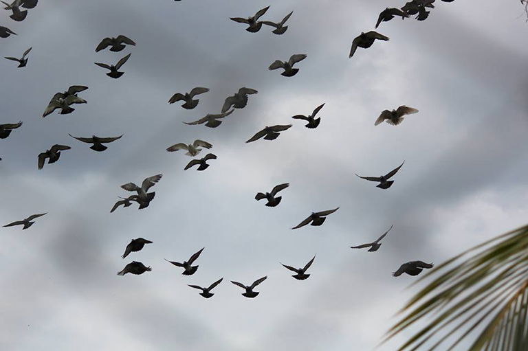 palomas cuba 10624665_1032967693409254_3201803147184218846_n