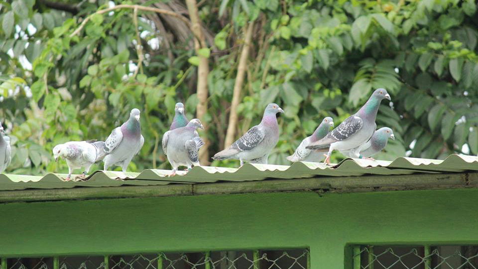 palomas cuba 1927754_1032968273409196_59189949334712487_n
