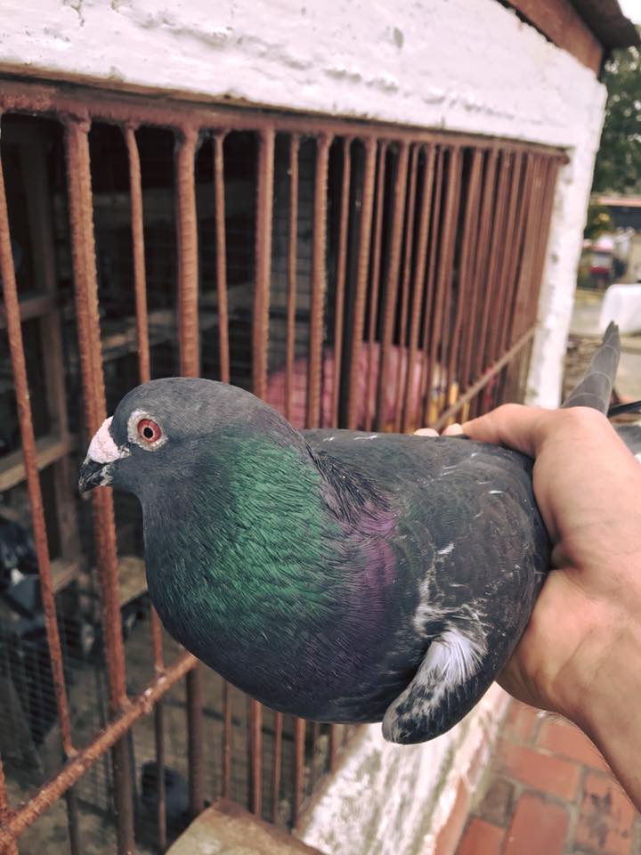 palomas cuba 24909718_791307054404653_7392398941692877778_n