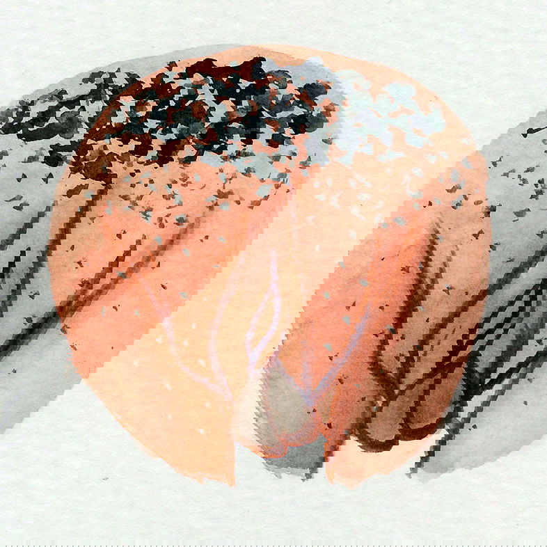 The Vulva Gallery