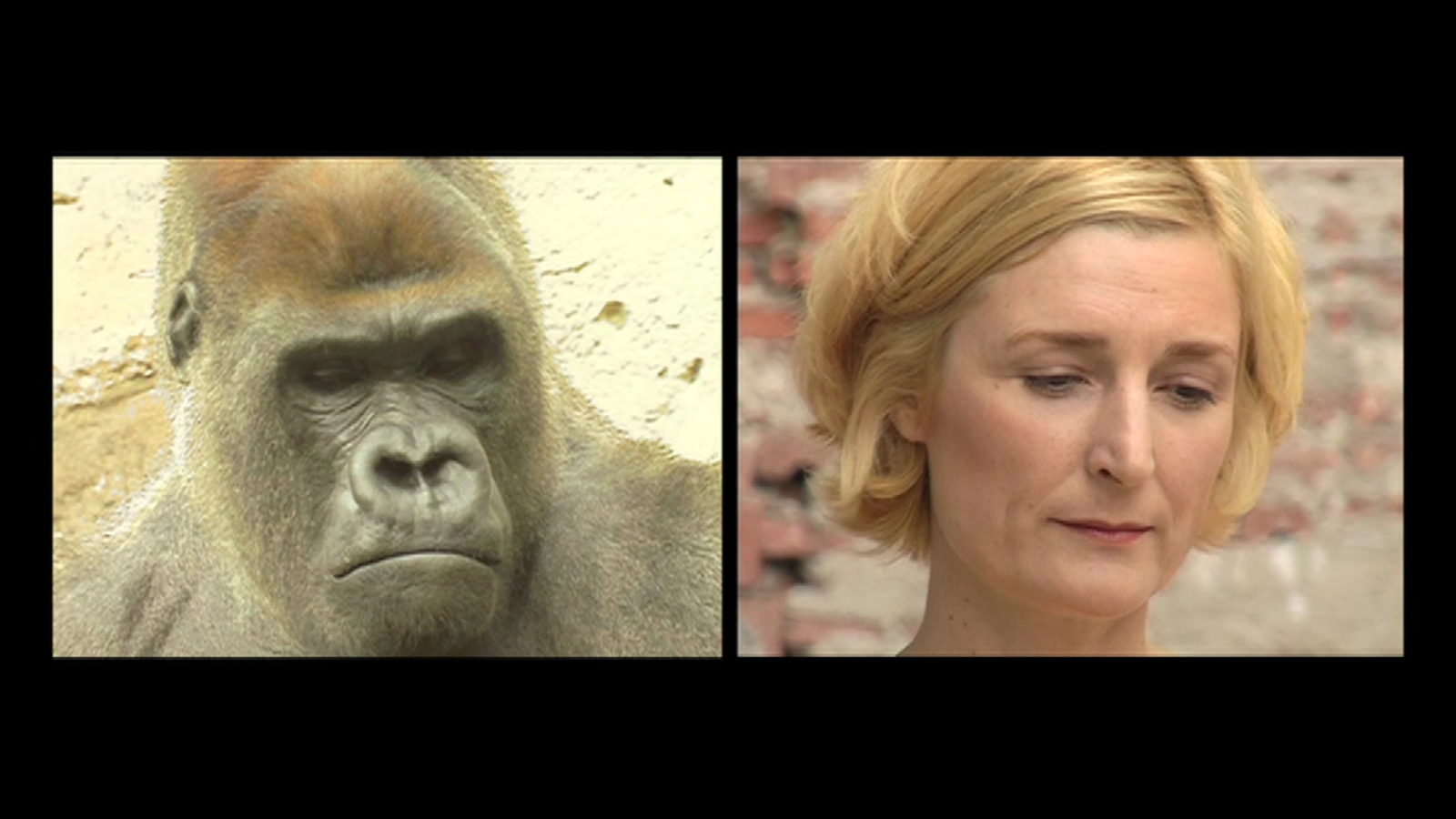 animales