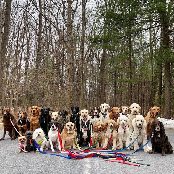 Saratoga Dog Walkers6
