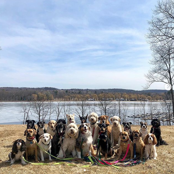 Saratoga Dog Walkers2