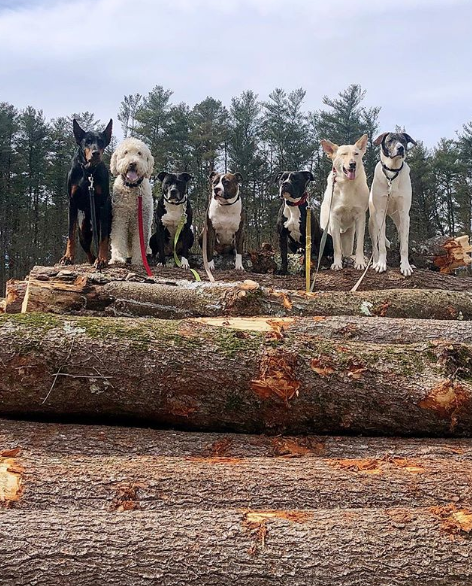 Saratoga Dog Walkers3