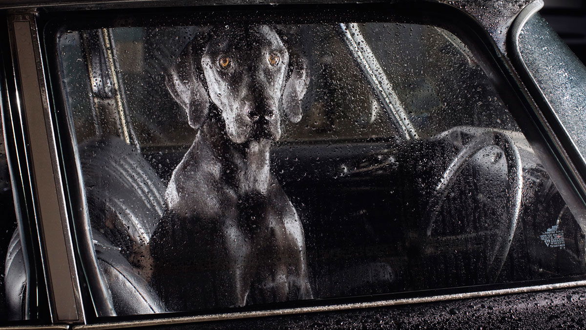 Dogs in cars