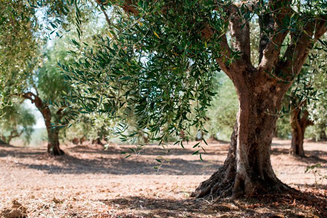 Apadrina un olivo