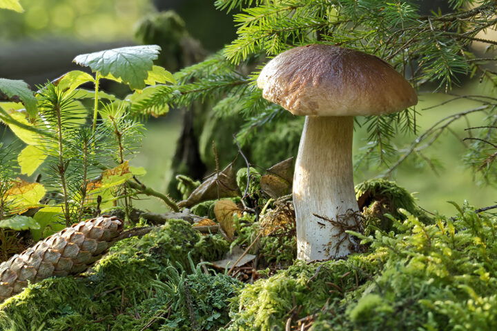 Miguel Delibes de Castro biodiversida