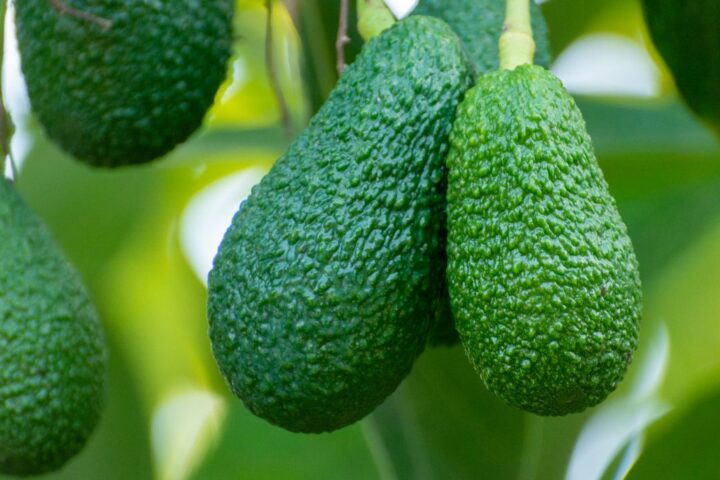 dos aguacates