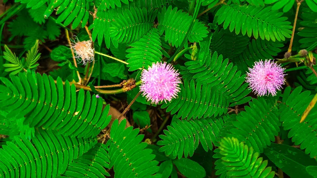ceguera a las plantas