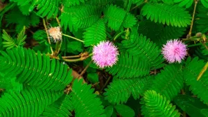 ceguera a las plantas