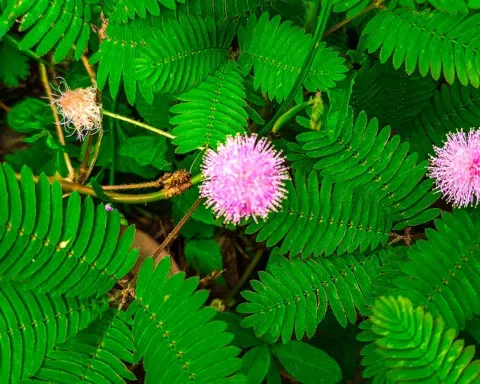 ceguera a las plantas