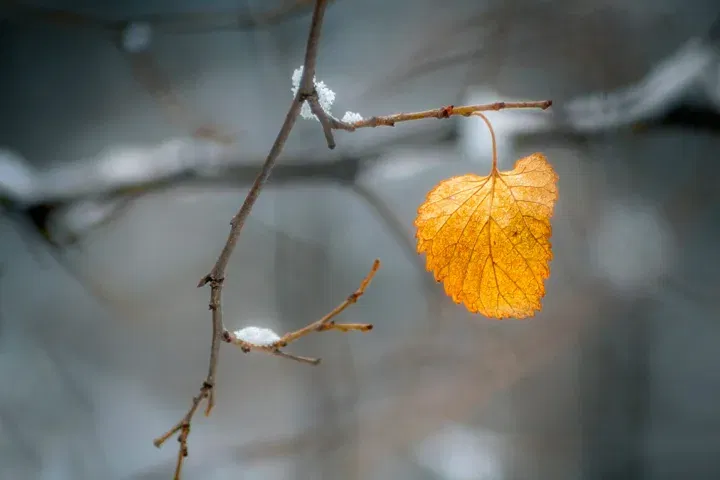 virtudes minúsculas