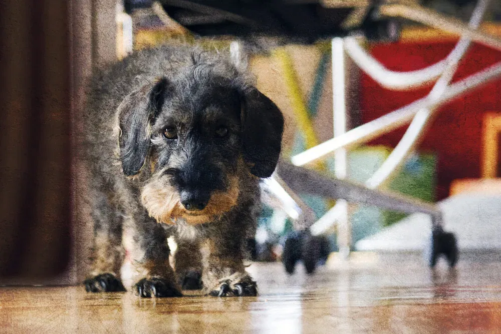 perros gatos y retratos